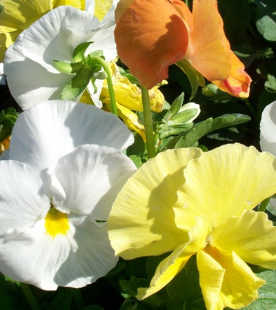 Pansy Delta™ Citrus Mix